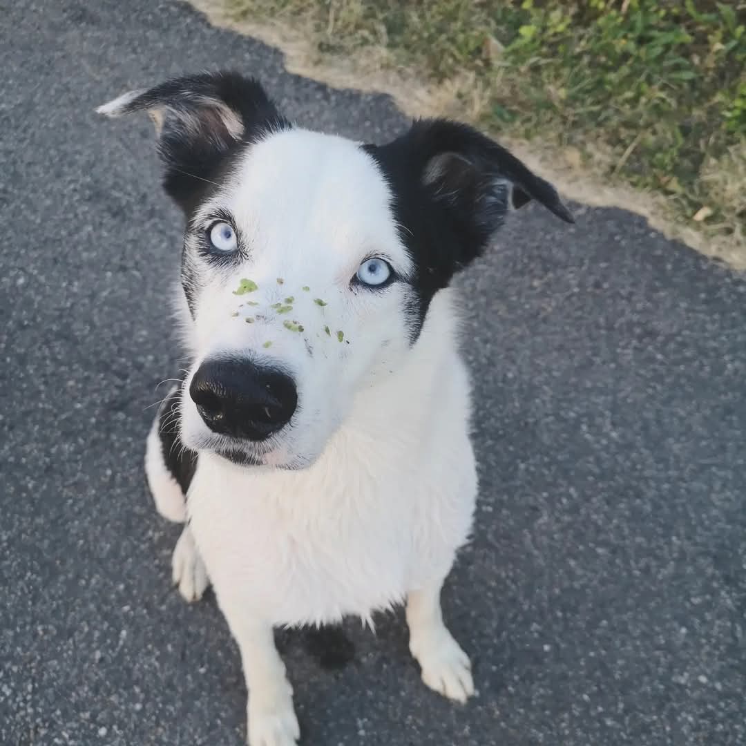 La Patte Blanche - Croquettes et accessoires pour chiens et chats en livraison à domicile sur Figeac et sa région La Patte Blanche - Croquettes et accessoires pour chiens et chats en livraison à domicile sur Figeac et sa région